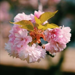 Meet your Posher, Casey